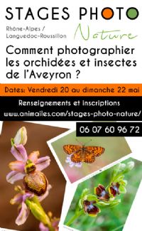 STAGE PHOTO NATUREComment photographier les orchidées et insectes de l'Aveyron ?. Du 20 au 22 mai 2016 à LAPANOUSE-DE-CERNON. Aveyron.  09H00